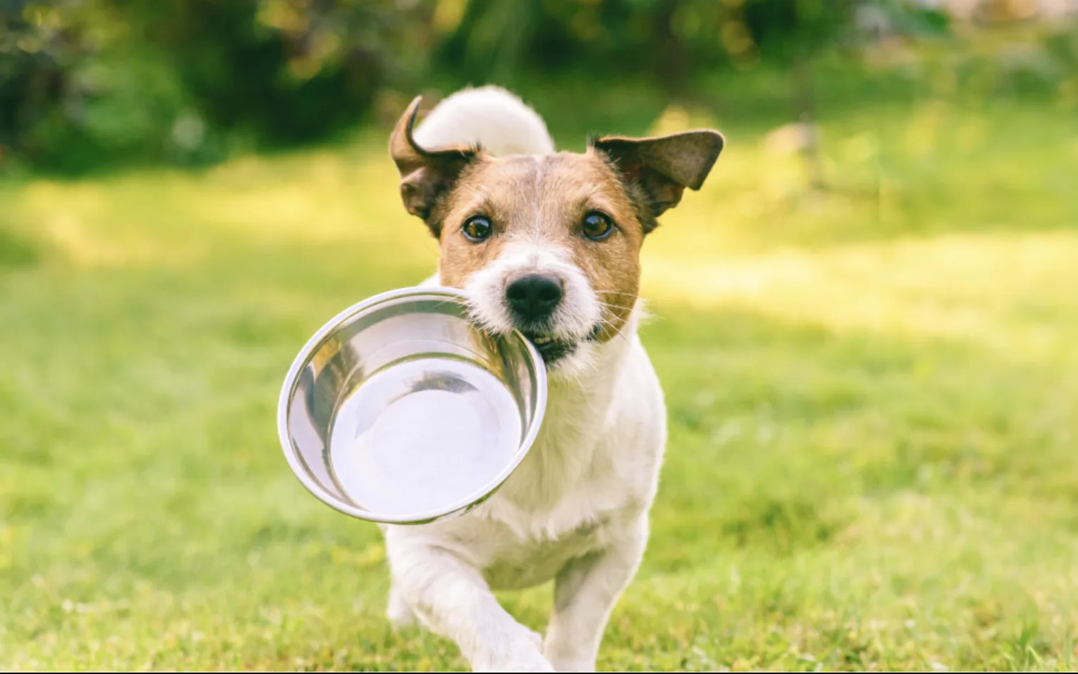 Puppy Food Bank